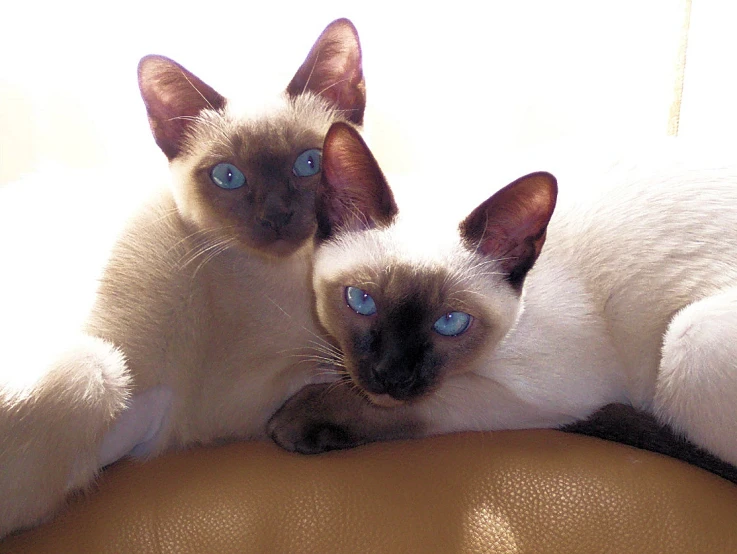 two siamese cats laying down together on a leather chair