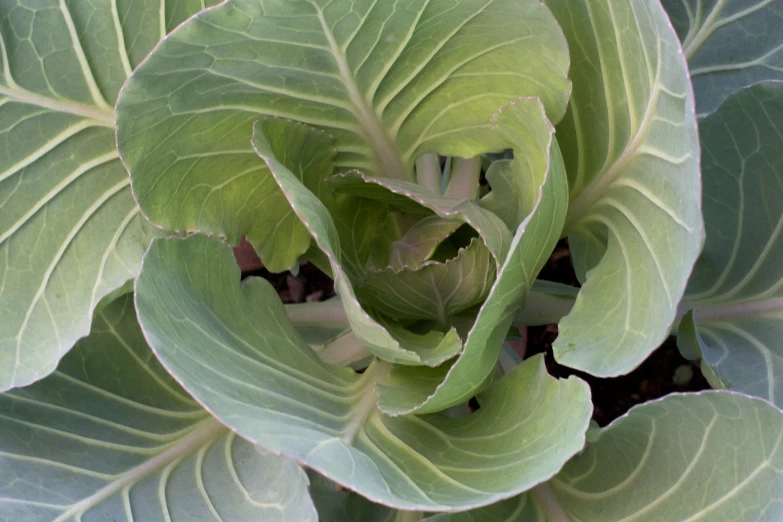 closeup of some green leafy vegetables in the day