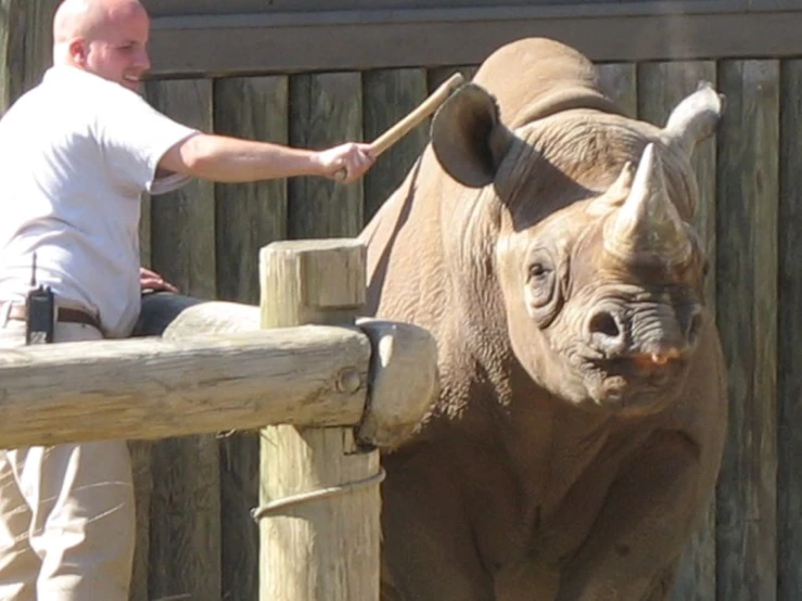a man standing next to a rhino behind a wooden fence