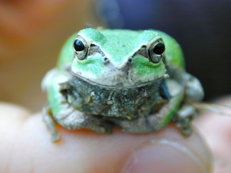 there is a small frog sitting on the hand of someone