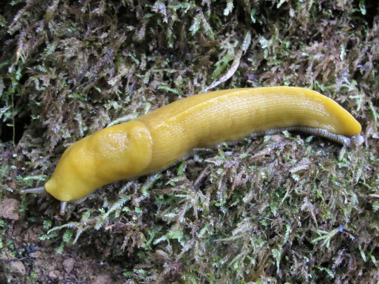 an image of a slug on moss in the sun