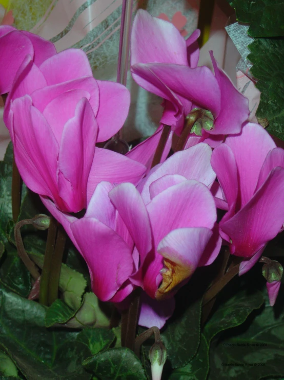 pink flower with large petals and green leaves