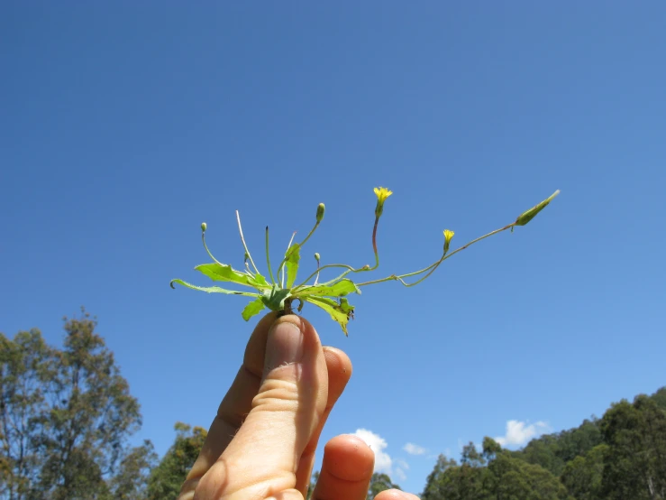 a man holds out a plant that has thin, slender stems