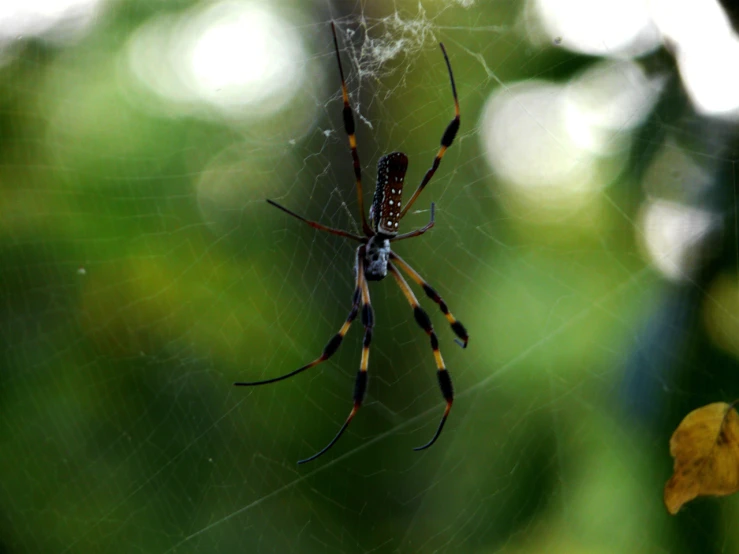 two brown and black spider's hanging on their web