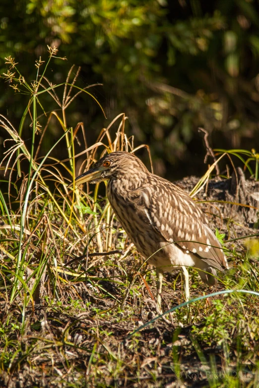 an image of an animal in the grass