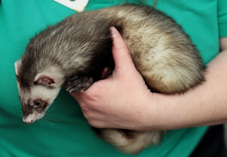 a ferret is held in the arms of someone's hands