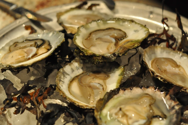 oysters on a plate with wine and ice in a bowl