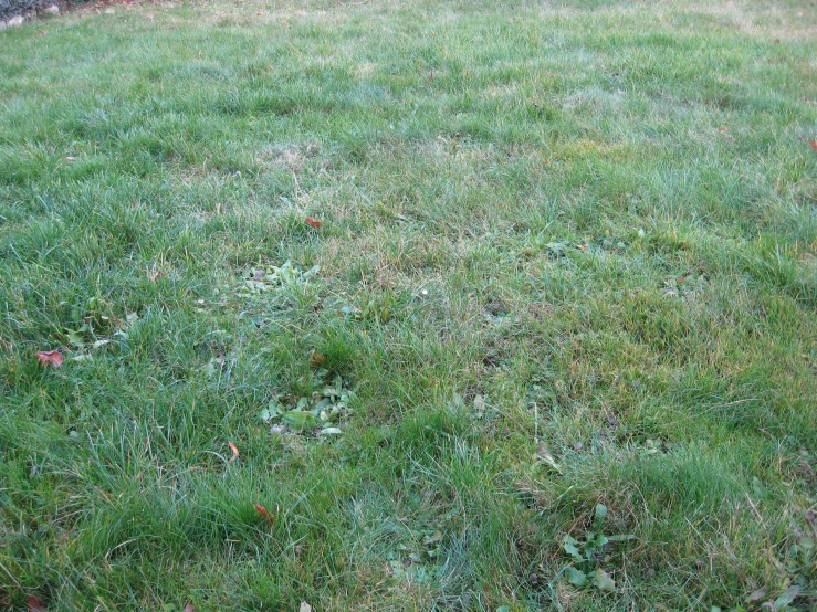 a yellow fire hydrant on top of a lush green field