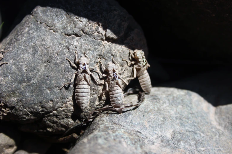 some very pretty little bugs crawling on a big rock