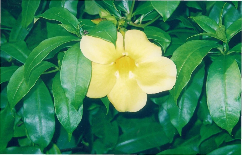 a close up picture of a flower on a tree