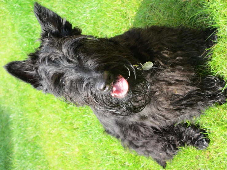 a dog sitting on top of a lush green field