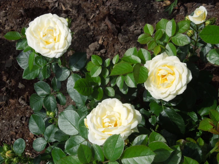 three white roses with green leaves in the garden