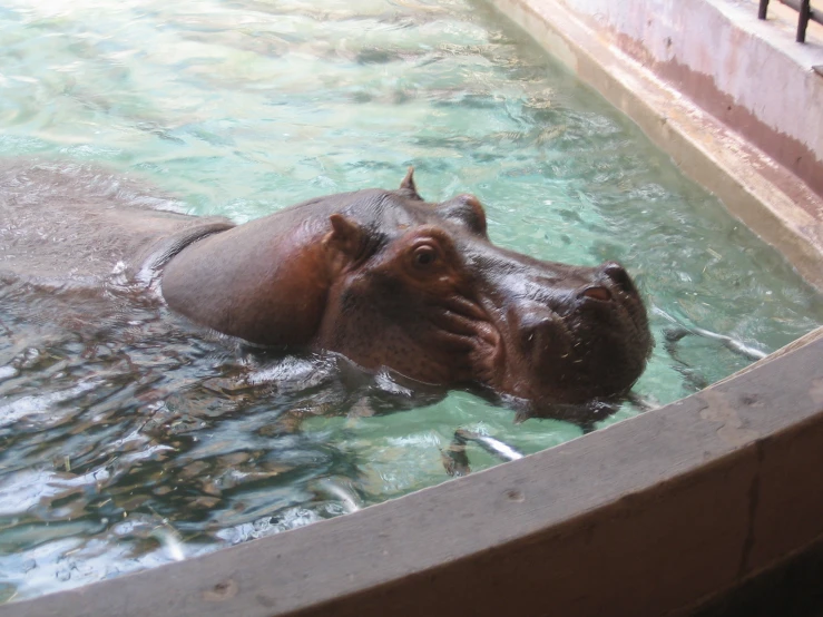 an elephant is in a pond with its head near the side