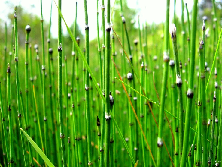 lots of green grass that have some little water droplets