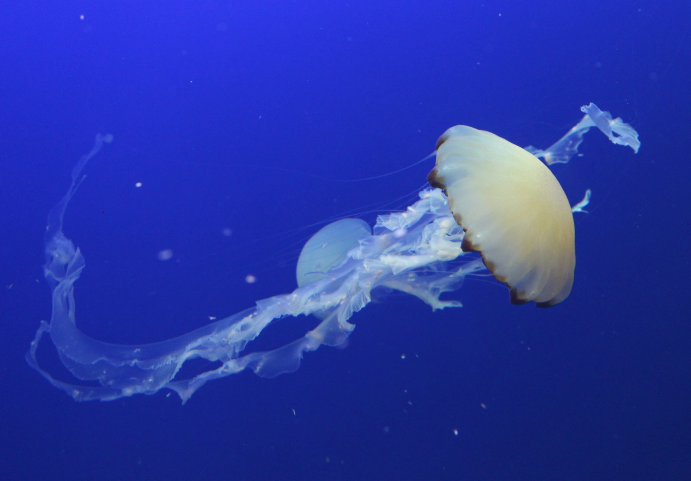 the underside of a jellyfish in deep blue water