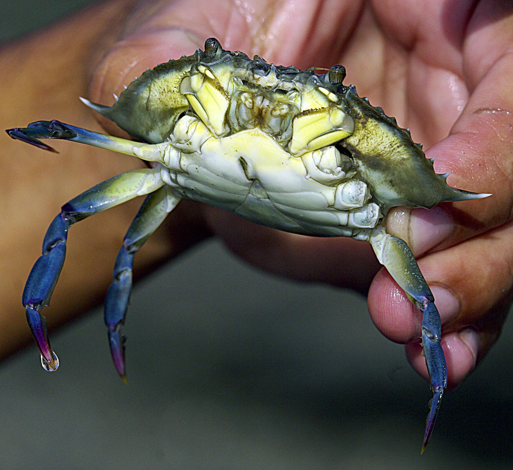 a crab is being held in the palm of someone's hand