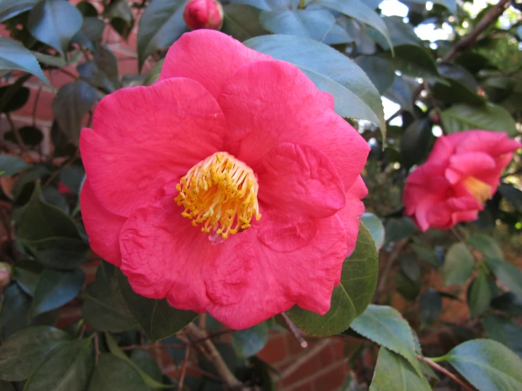 pink flower with green leaves in foreground