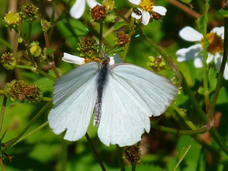 a white and blue erfly sitting on some flowers