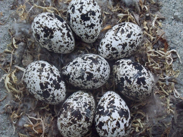 a group of black and white speckled eggs on the ground