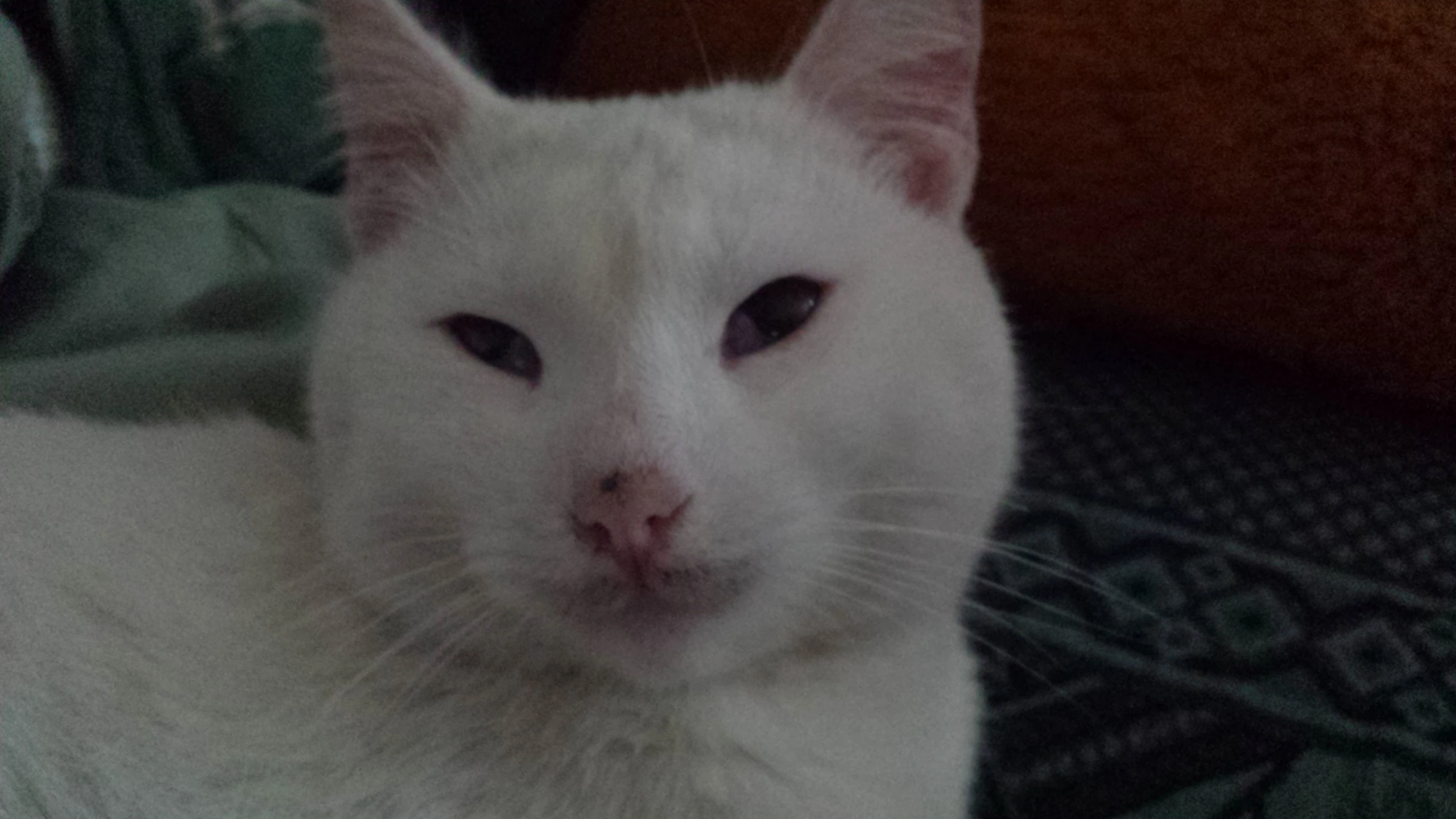 a white cat laying on a wooden bench