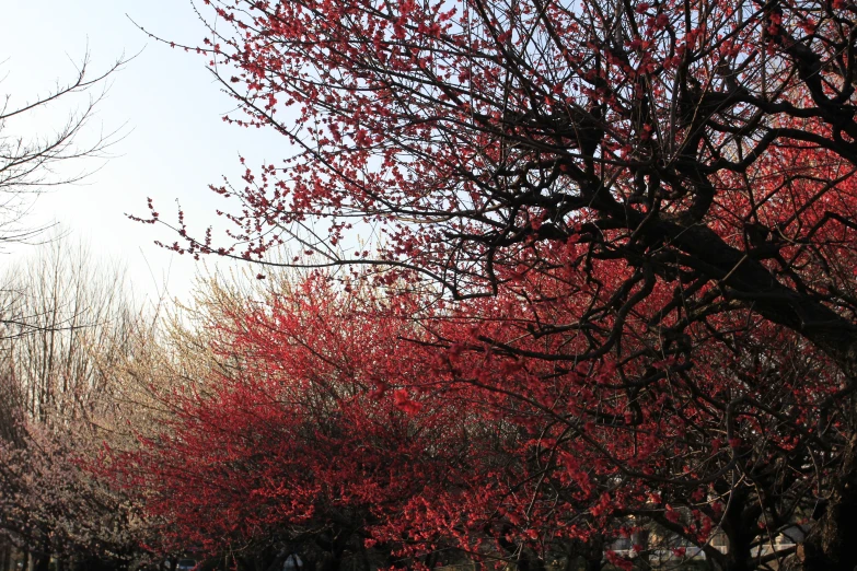 red trees in the background and some cars parked in the street