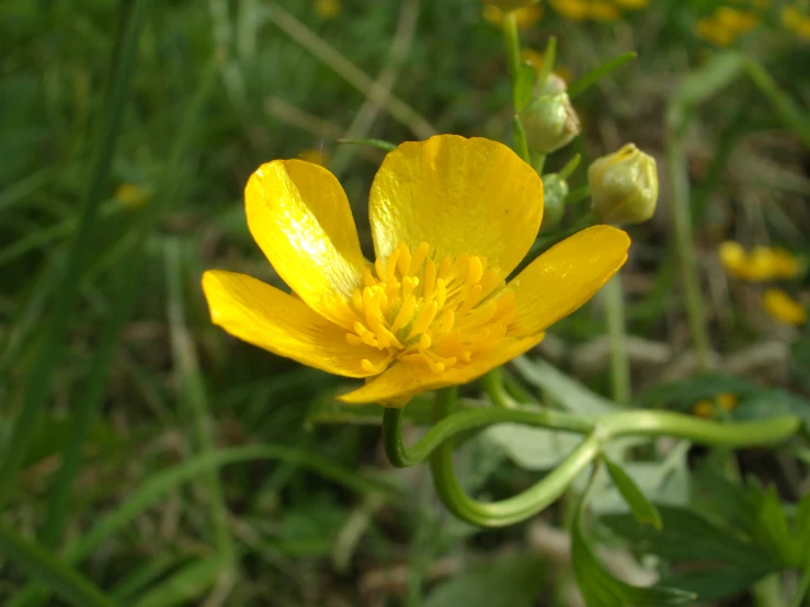 a flower in the middle of green leaves