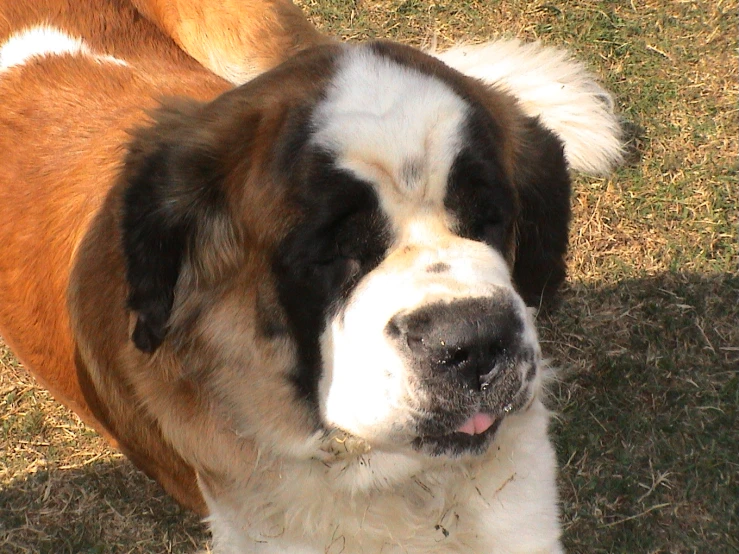 the large dog is standing alone outside