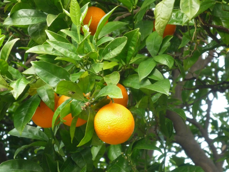 oranges hanging on a tree in an orange grove