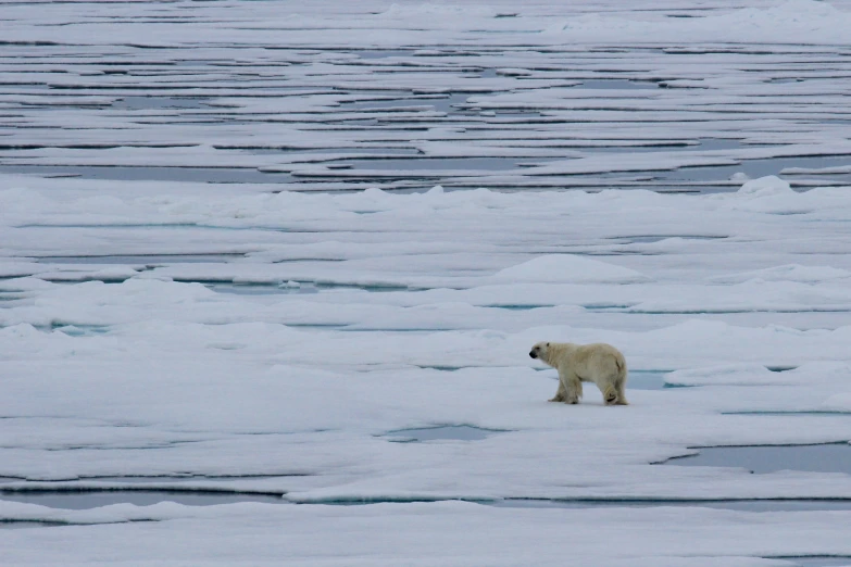 a polar bear walks across frozen water