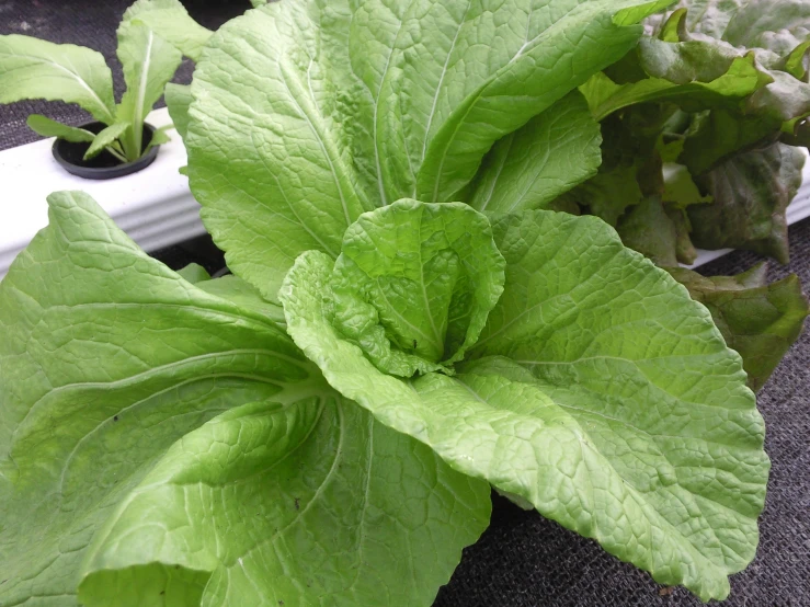 fresh lettuce growing in an open area