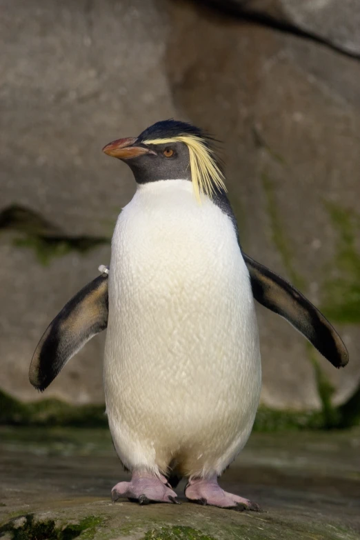 a penguin is walking down the side walk