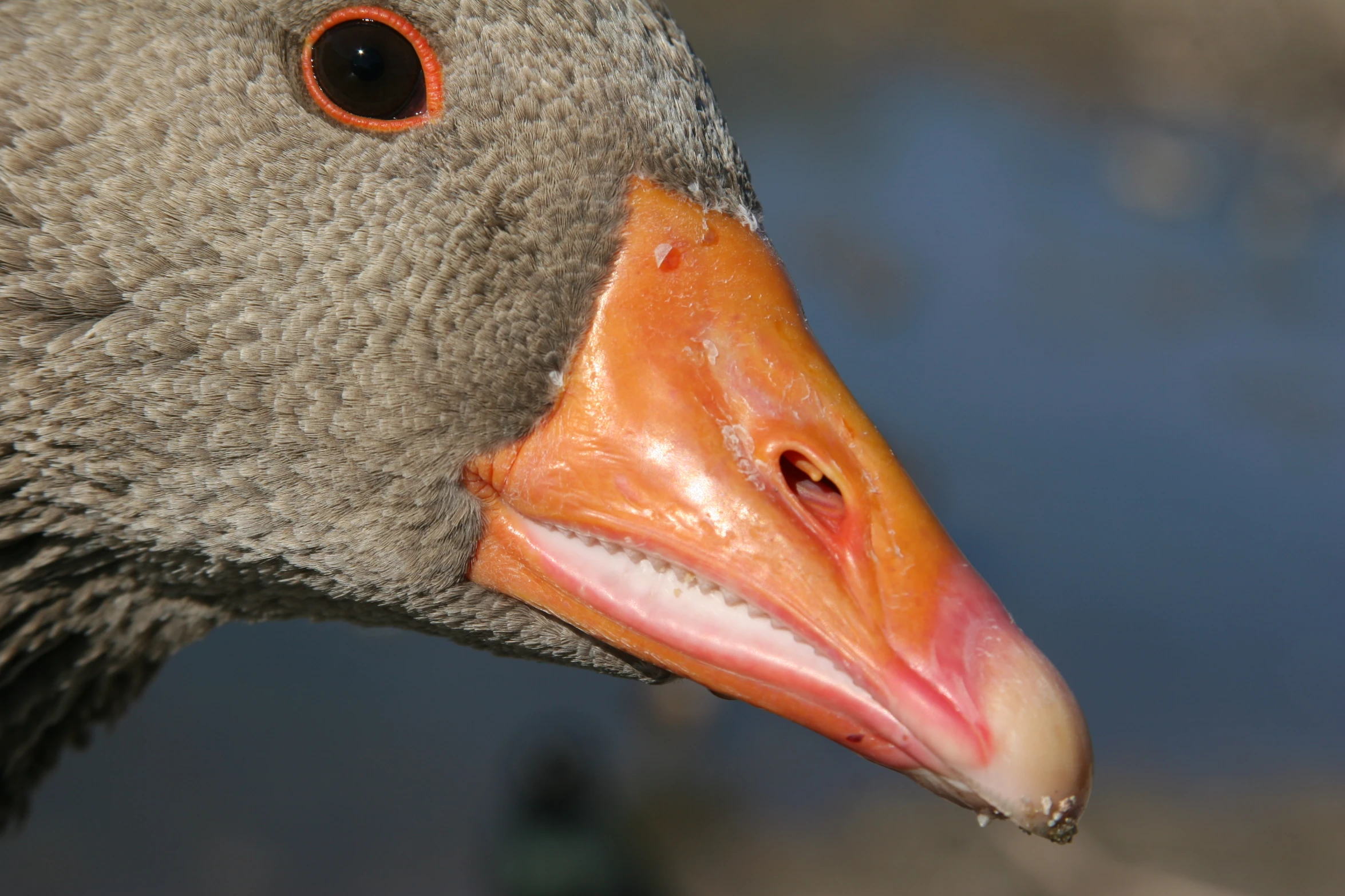 a close up view of a duck head with orange beak