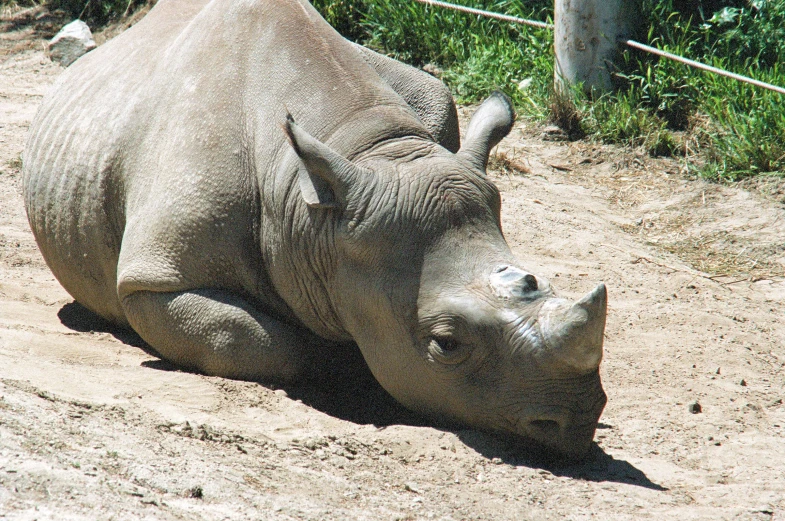 a rhino that is laying on the ground