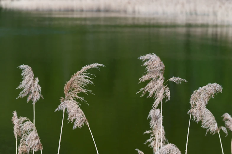 a field of dry grass near a lake