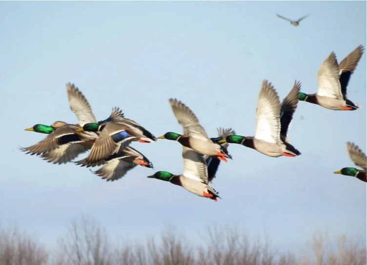 there are several birds flying together in the air