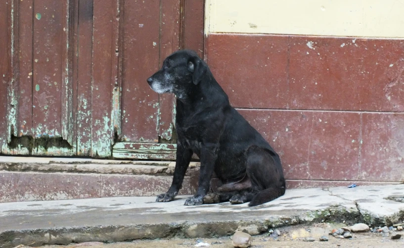 a black dog sitting next to a building with red doors