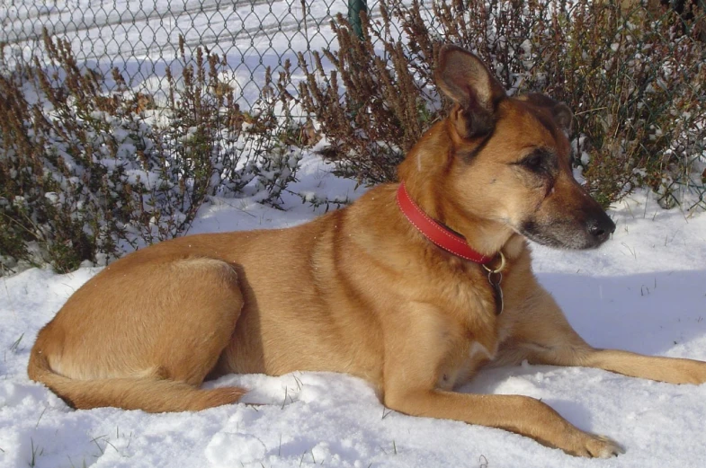 the dog is sitting in the snow by himself