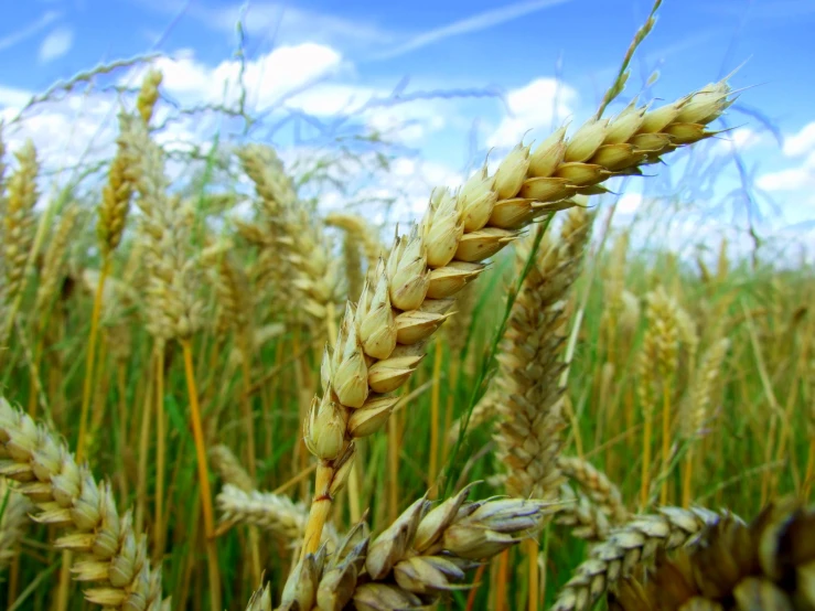 an old po of a ripe, plant in a large field