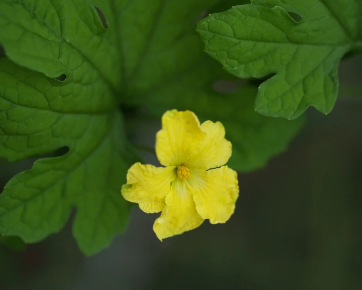 a yellow flower that is growing out of the middle of a leaf