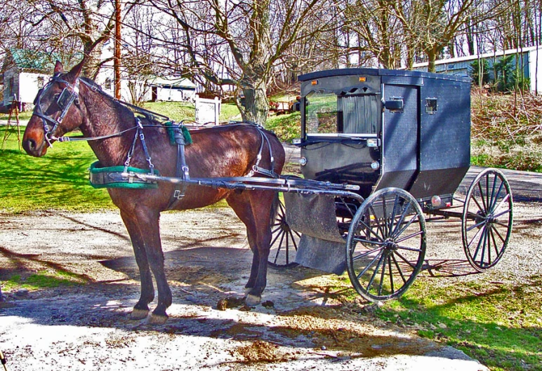 a horse drawn carriage sits outside next to a tree