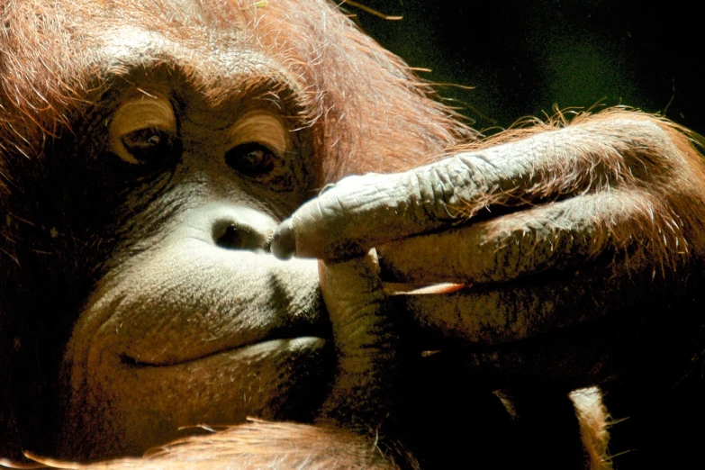 a close up po of a chimpan's face