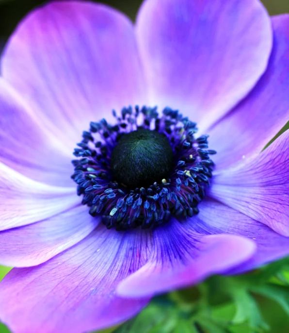 a purple flower with green leaves around it