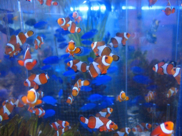 a large group of fish swimming in an aquarium