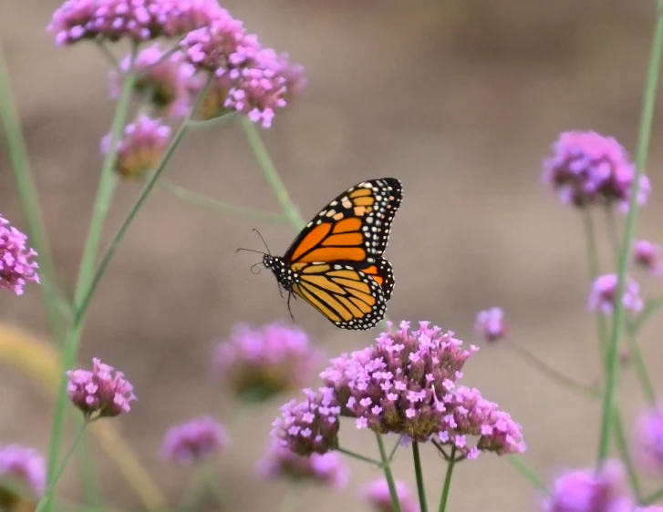 a erfly perched on the purple flowers in the sunlight