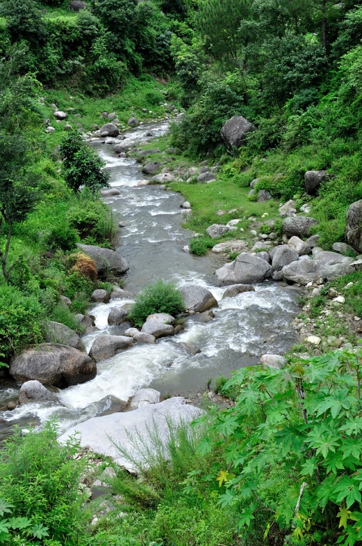 the stream runs through the wooded area, with rock formations on it