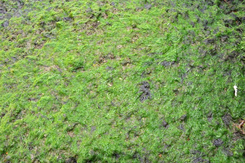 green moss with brown spots cover a tree nch