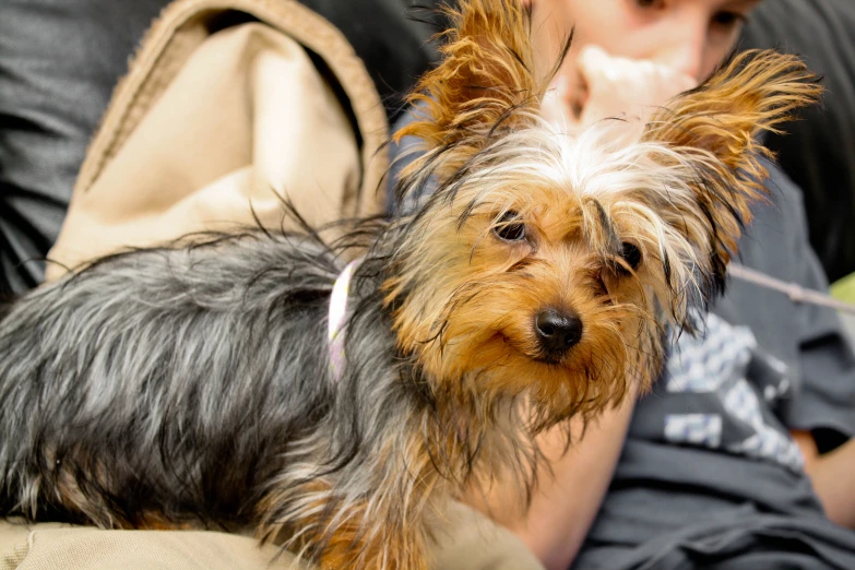 a yorkshire terrier with an ear tag on