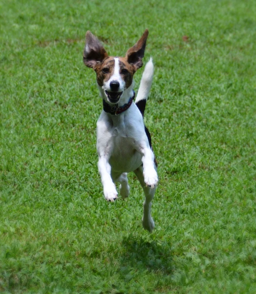 a small dog is running through a field