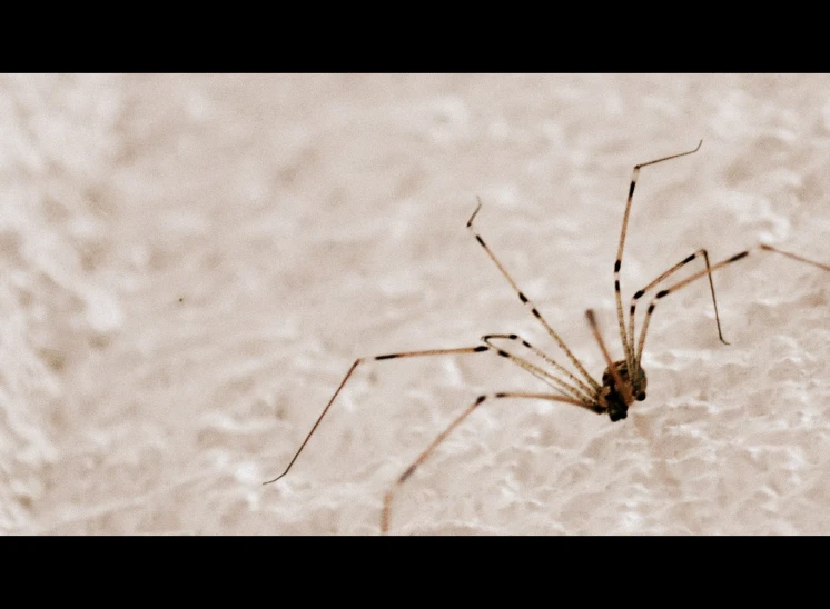 a close up of a spider on the ground