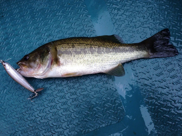 a fish with a lure on it laying on a surface